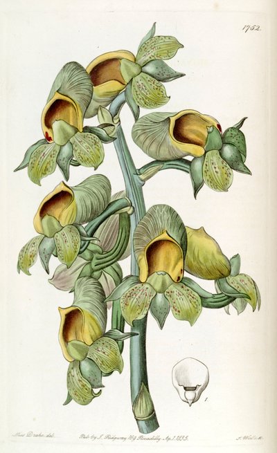 Catasetum cernuum by Miss Drake
